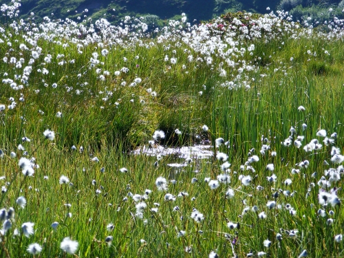 mare,soleil,linaigrette,été,oeil