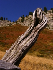 bois mort, montagne, automne