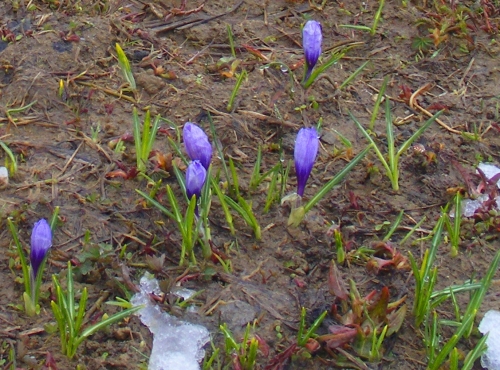 Crocus.jpg