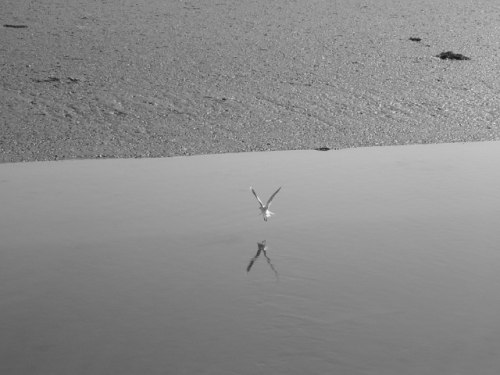 mouette, miroir, prétendre