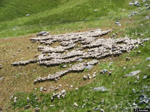 moutons, petits, petits