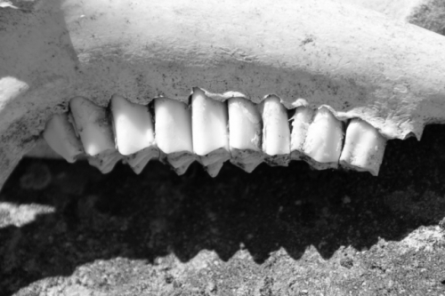 dents